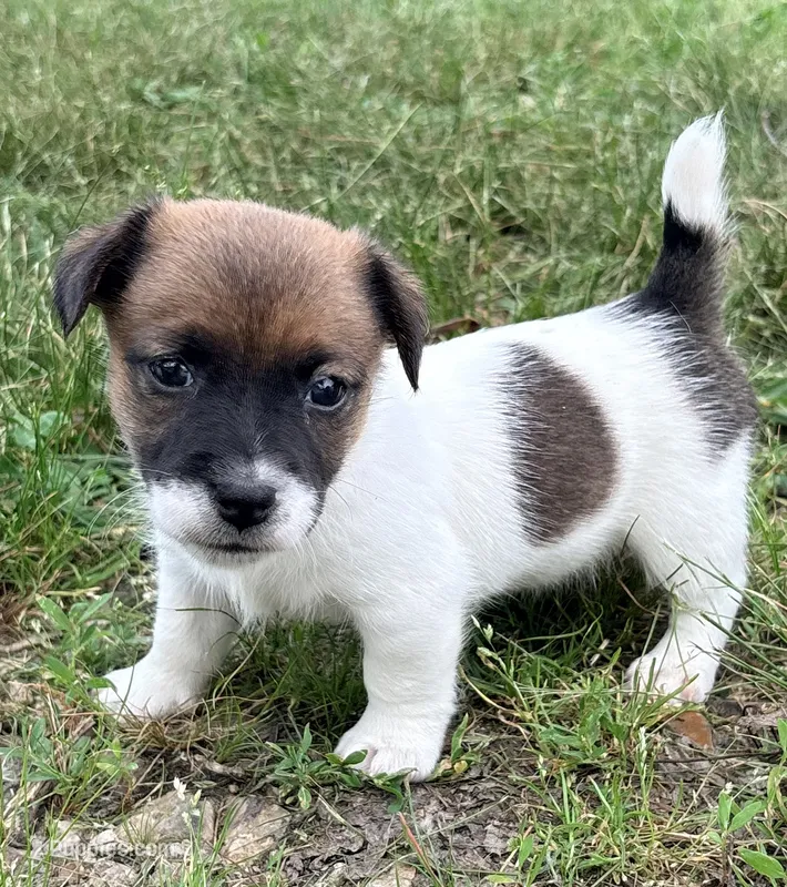 AKC ELVIS – Jack Russell Terrier puppy for sale in Westville, OK