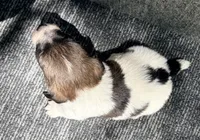 AKC EVAN, a male Jack Russell Terrier for sale in Westville, OK – 4 of 6