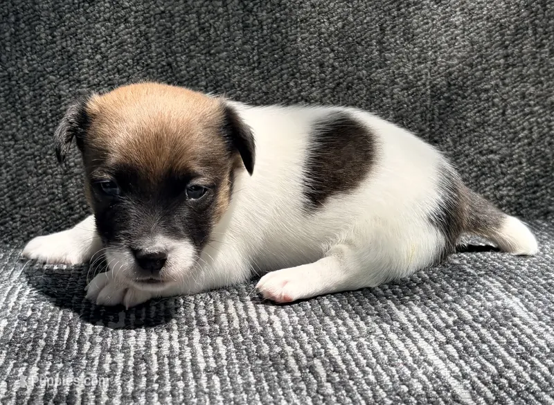 AKC ELVIS – Jack Russell Terrier puppy for sale in Westville, OK
