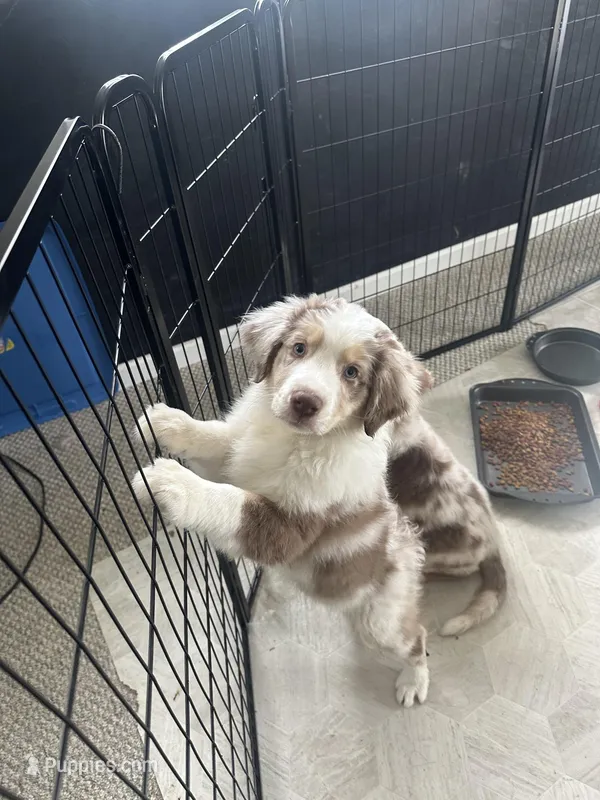 Enchanted Mushroom , a female Australian Shepherd for sale in Byron Center, MI – Photo 1 of 4