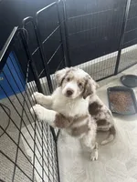 Enchanted Mushroom , a female Australian Shepherd for sale in Byron Center, MI – Photo 1 of 4