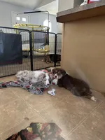 Enchanted Mushroom , a female Australian Shepherd for sale in Byron Center, MI – Photo 3 of 4