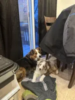 Enchanted Mushroom , a female Australian Shepherd for sale in Byron Center, MI – Photo 2 of 4