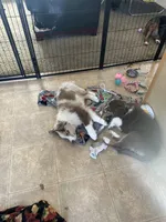 Enchanted Mushroom , a female Australian Shepherd for sale in Byron Center, MI – Photo 4 of 4