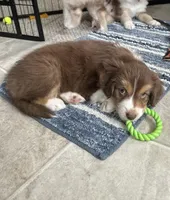 Willow Bacon , a female Australian Shepherd for sale in Byron Center, MI – Photo 3 of 3