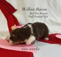Willow Bacon , a female Australian Shepherd for sale in Byron Center, MI – Photo 2 of 3