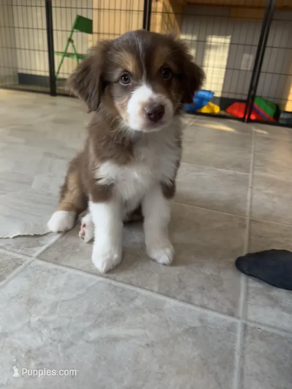 Willow Bacon , a female Australian Shepherd for sale in Byron Center, MI – Photo 1 of 3