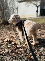 Timeless Tomato , a male Australian Shepherd for sale in Byron Center, MI – Photo 1 of 8