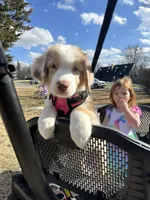 Timeless Tomato , a male Australian Shepherd for sale in Byron Center, MI – Photo 2 of 8