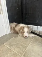 Timeless Tomato , a male Australian Shepherd for sale in Byron Center, MI – Photo 8 of 8