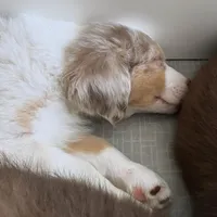 Timeless Tomato , a male Australian Shepherd for sale in Byron Center, MI – Photo 6 of 8