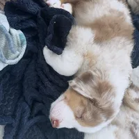 Timeless Tomato , a male Australian Shepherd for sale in Byron Center, MI – Photo 7 of 8