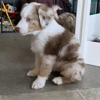 Timeless Tomato , a male Australian Shepherd for sale in Byron Center, MI – Photo 5 of 8