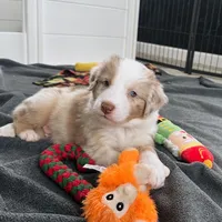 Timeless Tomato , a male Australian Shepherd for sale in Byron Center, MI – Photo 4 of 8