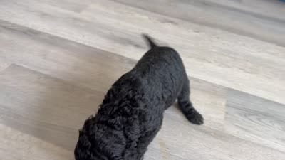 Bella, a female Poodle - Standard  for sale in Oxon Hill, MD – 10 of 10