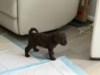Bella, a female Poodle - Standard  for sale in Oxon Hill, MD – 2 of 10