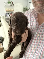 Bella, a female Poodle - Standard  for sale in Oxon Hill, MD – 4 of 10