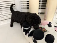 Bella, a female Poodle - Standard  for sale in Oxon Hill, MD – 3 of 10
