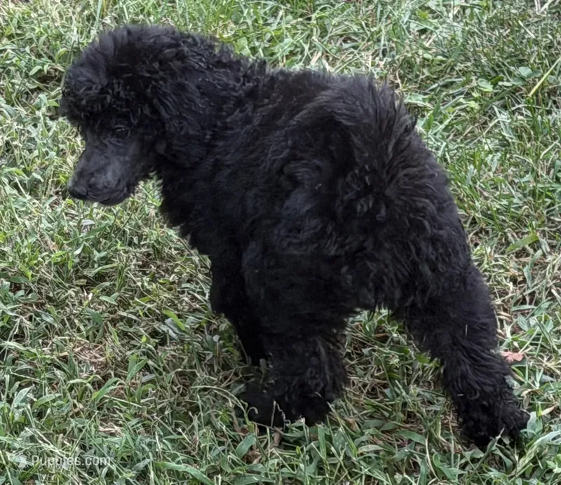 New puppies – Poodle - Standard  puppy for sale in Oxon Hill, MD