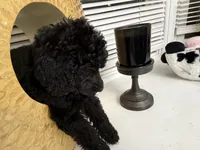 Bella, a female Poodle - Standard  for sale in Oxon Hill, MD – 6 of 10