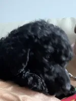Bella, a female Poodle - Standard  for sale in Oxon Hill, MD – 2 of 10