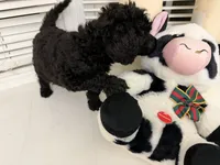 Bella, a female Poodle - Standard  for sale in Oxon Hill, MD – 7 of 10