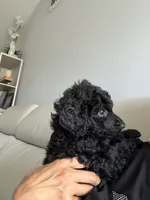 Bella, a female Poodle - Standard  for sale in Oxon Hill, MD – 8 of 10