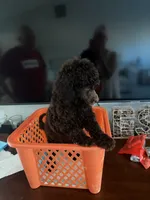 Bella, a female Poodle - Standard  for sale in Oxon Hill, MD – 4 of 10