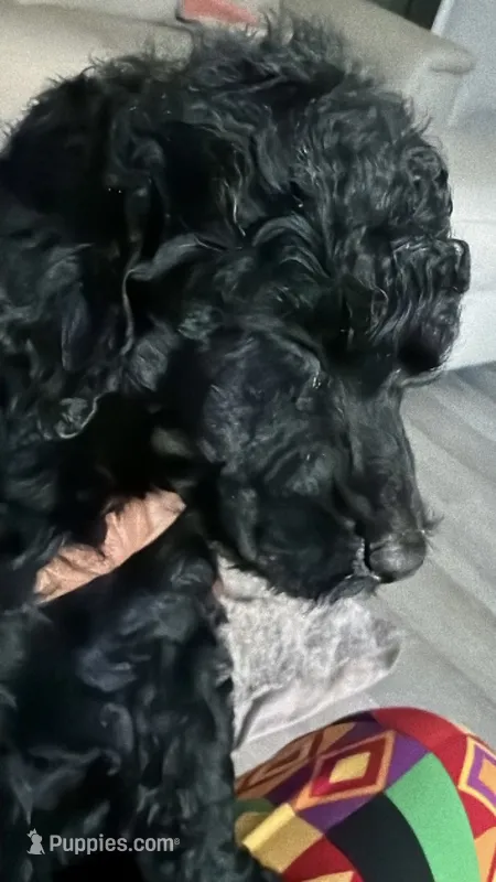 Bella – Poodle - Standard  puppy for sale in Oxon Hill, MD