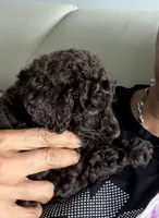 Bella, a female Poodle - Standard  for sale in Oxon Hill, MD – 3 of 10