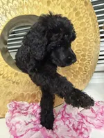 Bella, a female Poodle - Standard  for sale in Oxon Hill, MD – 9 of 10