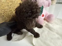 Bella, a female Poodle - Standard  for sale in Oxon Hill, MD – 5 of 10