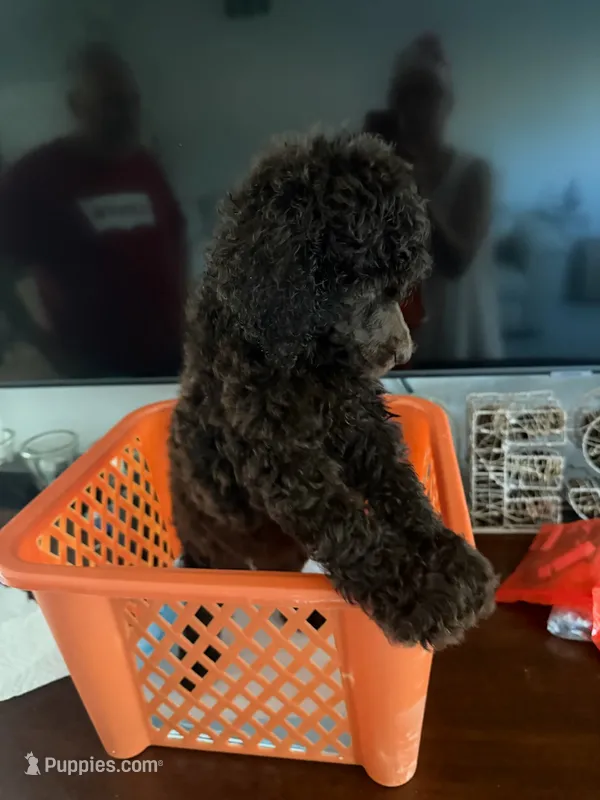 Bella – Poodle - Standard  puppy for sale in Oxon Hill, MD
