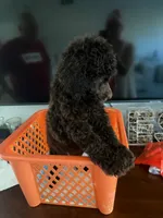 Bella, a female Poodle - Standard  for sale in Oxon Hill, MD – 1 of 10