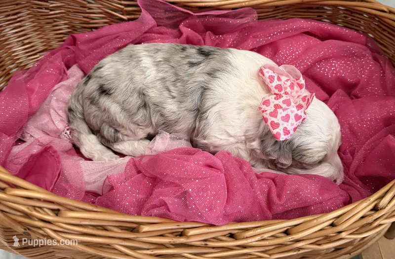 Paris – Miniature Bernedoodle puppy for sale in Melbourne, FL