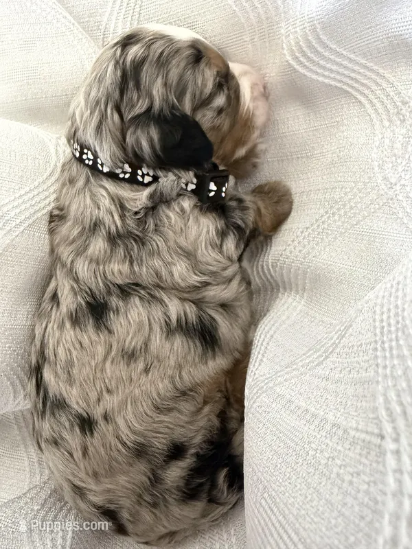 Benny – Miniature Bernedoodle puppy for sale in Melbourne, FL