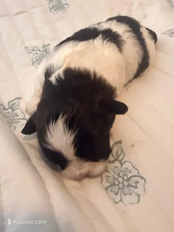 Bruno – Shih Tzu puppy for sale in Melbourne, FL