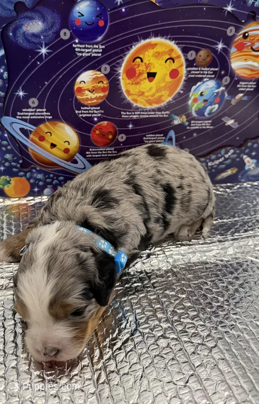 Body – Miniature Bernedoodle puppy for sale in Melbourne, FL