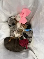 Phoebe , a female Miniature Bernedoodle for sale in Melbourne, FL – Photo 4 of 4