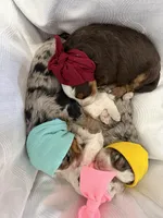 Phoebe , a female Miniature Bernedoodle for sale in Melbourne, FL – Photo 2 of 4