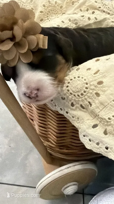 Phoebe  – Miniature Bernedoodle puppy for sale in Melbourne, FL