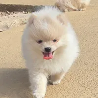 Romeo, a male Pomeranian for sale in Montgomery, TX – Photo 1 of 6