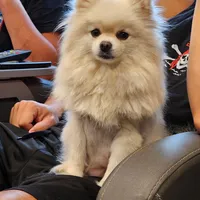 Romeo, a male Pomeranian for sale in Montgomery, TX – Photo 4 of 6