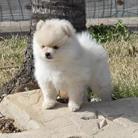 Romeo, a male Pomeranian for sale in Montgomery, TX – Photo 5 of 6