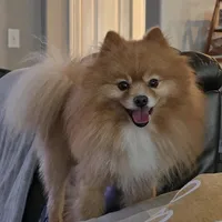 Romeo, a male Pomeranian for sale in Montgomery, TX – Photo 3 of 6