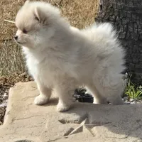 Romeo, a male Pomeranian for sale in Montgomery, TX – Photo 6 of 6