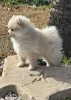 Romeo, a male Pomeranian for sale in Montgomery, TX – Photo 6 of 6