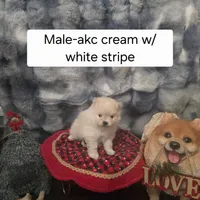 Romeo, a male Pomeranian for sale in Montgomery, TX – Photo 2 of 6