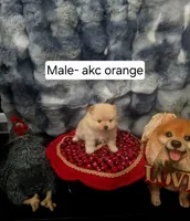Charlie, a male Pomeranian for sale in Montgomery, TX – Photo 2 of 7