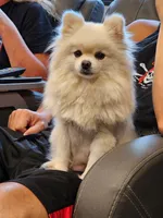 Charlie, a male Pomeranian for sale in Montgomery, TX – Photo 4 of 7